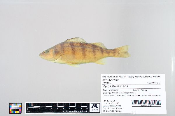 Perca flavescens image