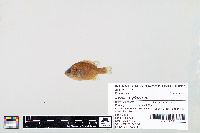 Lepomis gibbosus image