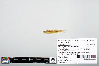 Notropis atherinoides image