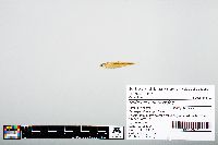 Notropis atherinoides image