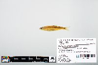 Notropis atherinoides image