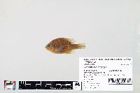 Lepomis gibbosus image