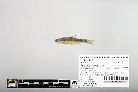 Notropis hudsonius image