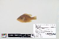 Lepomis gibbosus image