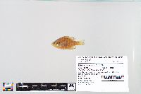 Lepomis macrochirus image