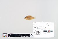 Lepomis humilis image