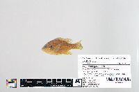 Lepomis gibbosus image