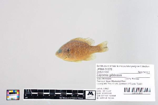 Lepomis gibbosus image