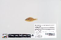 Lepomis humilis image