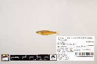 Notropis stramineus image