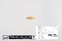 Lepomis humilis image