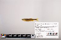 Notropis percobromus image