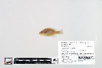 Lepomis humilis image