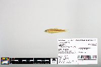 Notropis blennius image