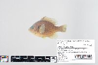 Lepomis gibbosus image