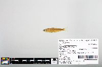 Notropis blennius image