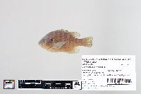 Lepomis gibbosus image