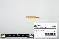 Notropis atherinoides image