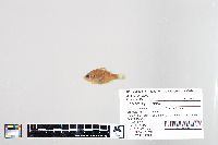 Lepomis gibbosus image