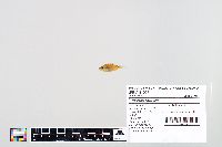 Lepomis humilis image