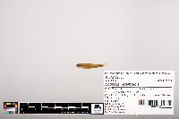 Notropis heterolepis image