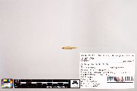 Notropis stramineus image