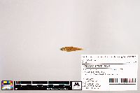 Notropis stramineus image