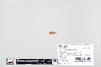 Lepomis macrochirus image