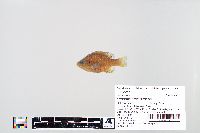 Lepomis macrochirus image