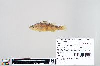 Perca flavescens image