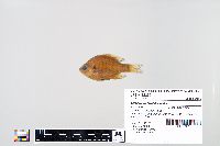 Lepomis macrochirus image
