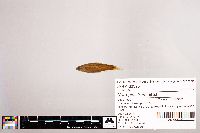 Notropis stramineus image