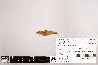 Notropis stramineus image