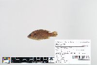 Image of Lepomis cyanellus