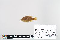 Lepomis cyanellus image