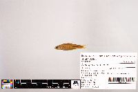 Notropis stramineus image