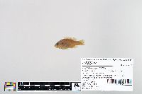 Lepomis cyanellus image