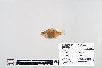 Lepomis macrochirus image