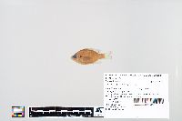 Lepomis macrochirus image