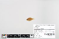 Lepomis cyanellus image