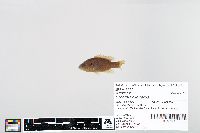 Lepomis cyanellus image