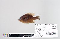 Lepomis gibbosus image