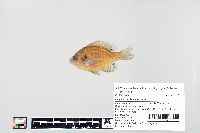 Lepomis macrochirus image