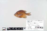 Lepomis macrochirus image