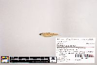 Notropis stramineus image