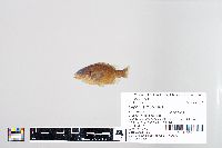 Lepomis gibbosus image