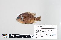 Lepomis gibbosus image