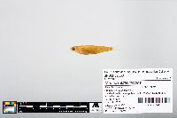 Notropis atherinoides image