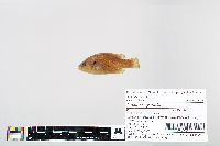 Lepomis cyanellus image