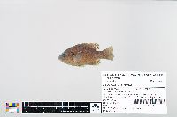 Lepomis cyanellus image